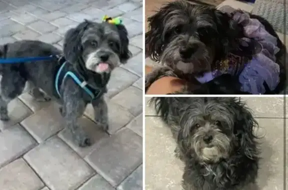 Lost Sweet Black Shih-Poo in N. Las Vegas
