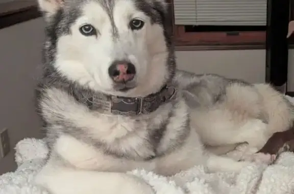 Lost Husky: Blue Eyes, Mud Run Rd