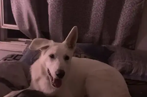 Lost Puppy in Willingboro: Help Find Ella!
