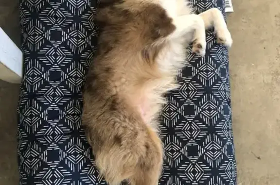 Lost: Skittish Mini Aussie in Pottstown