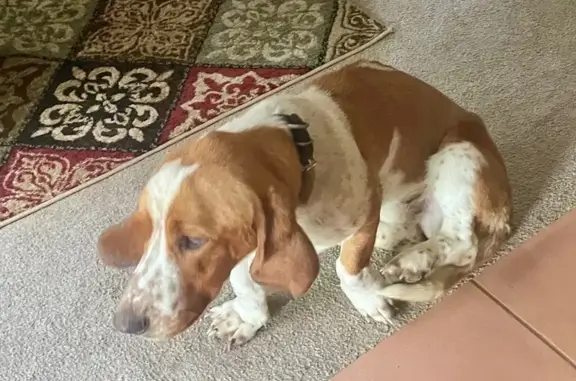 Lost Dog in Ava, MO: Black Collar Found