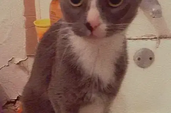 Lost Cat: Grey & White, Richmond Area