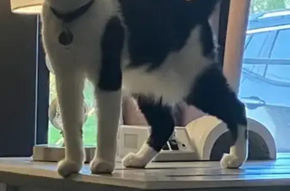 Lost Cat: Black & White, Spot on Chin