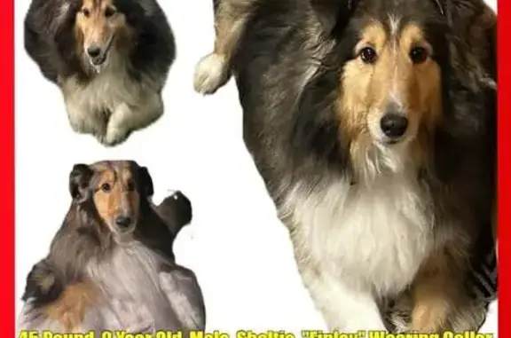 Lost Tri-Color Dog, 45lbs, Dowagiac