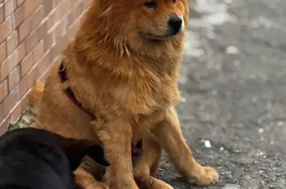 cachorro encontrada