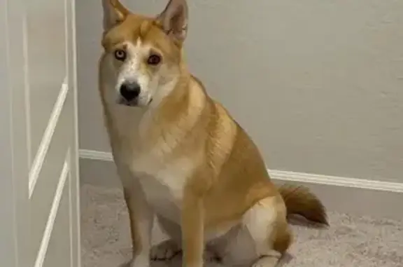Lost Dog: Unique Eyes, Needs Gentle Approach