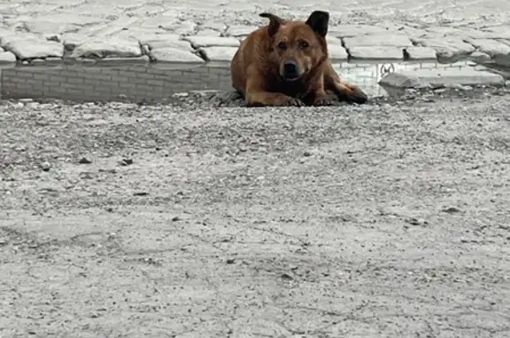 Знайдена сумна рижа собачка в...