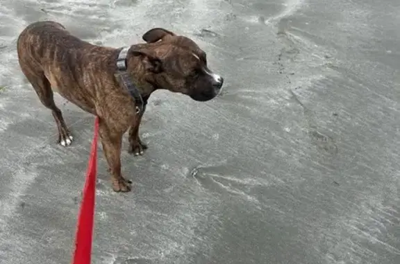 Lost Brindle Boxer-Pitbull in Fairfax