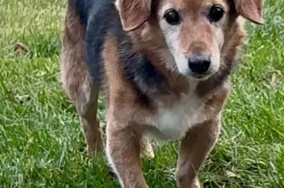 Lost Dog on Front St, Windsor
