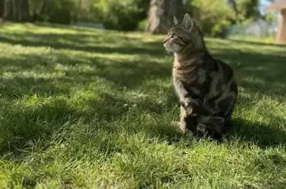 Animaux perdus , photo: Chat écaille perdu, sociable, Aix-Villemaur