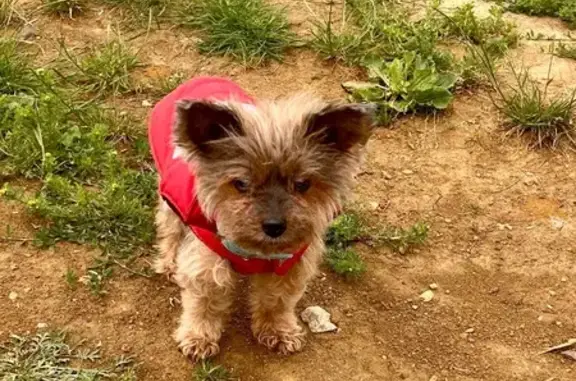 Chien errant trouvé près de La Touchardière - photo