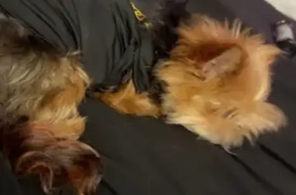Lost Yorkie: Red Ears & Tail, Dallas