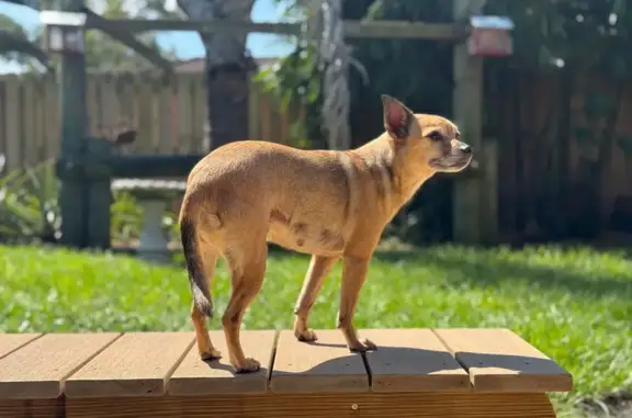 Lost Tan Terrier: Escaped in Alarm Test