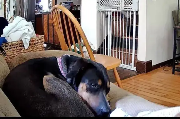 Lost 85lb Dog: Black/Tan/White, Gore Rd