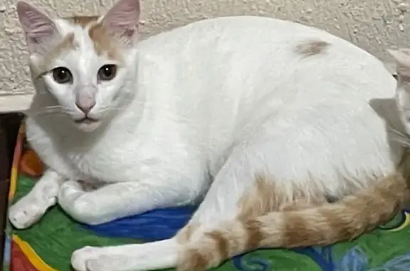 Animales perdidos San Cristobal de las Casas, foto: ¡Ayuda! Gato perdido en San Cristóbal