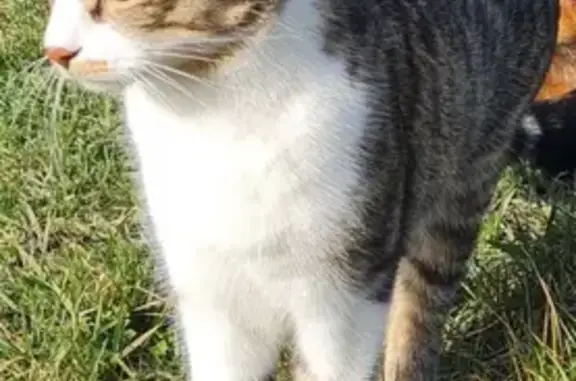 Chat perdu, Espaly-Saint-Marcel, photo: Chat perdu : Dobby, castré et pucé, maigre