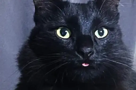 ¡Perdido! Gato Haru con Collar Naranja