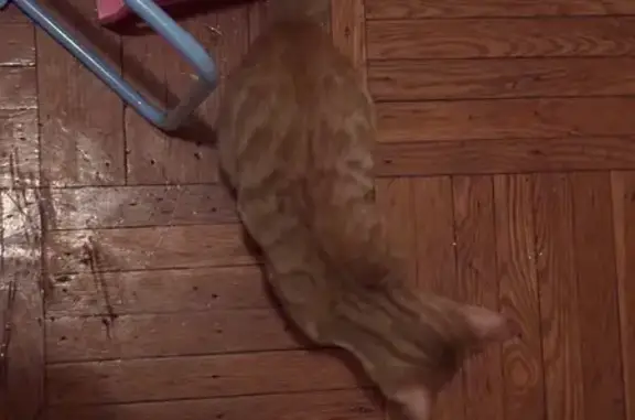 Lost Orange Cat: Grove St, Irvington