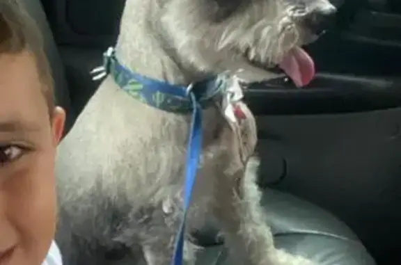 cachorro desaparecida