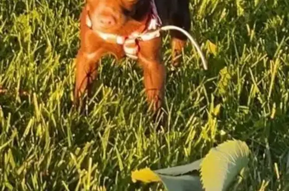 Lost Mini Chihuahua in Salt Lake City