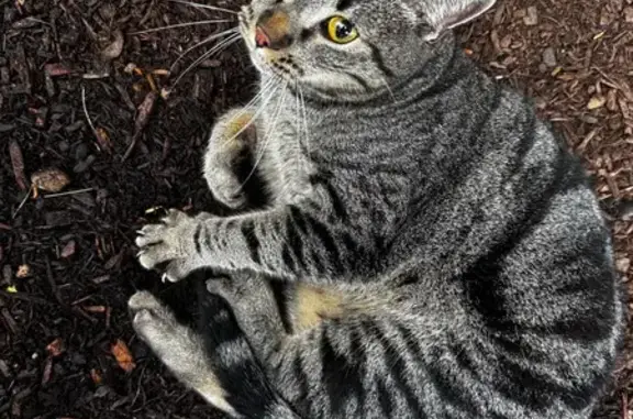 Found Cat: Unique Black & Silv...