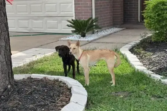 Found pets Houston, photo: Found: Medium Yellow Dog on Taftsberry Dr