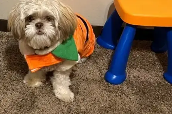 Lost Dog: Last Seen on 24th Ave N, SSP