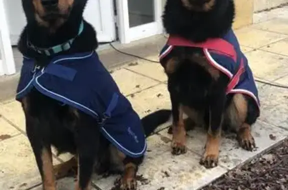 Chien perdu, gentil, peur de l'orage - photo
