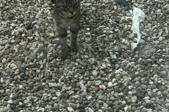 Chat trouvé , photo: Chat tigré mince trouvé à Pressignac-Vicq
