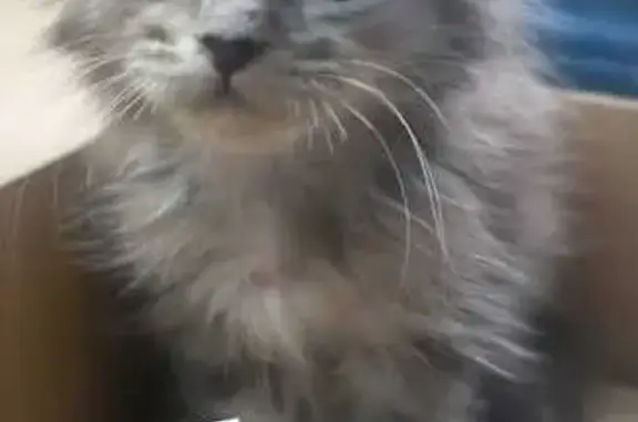 Lost Cat: Grey/Brown Fur in Toa Payoh
