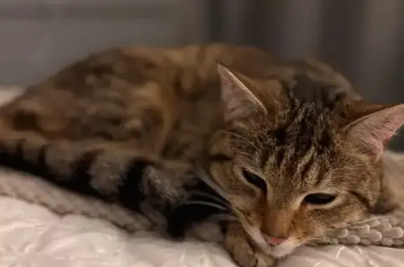 Lost Tabby Cat: Fluffy in London