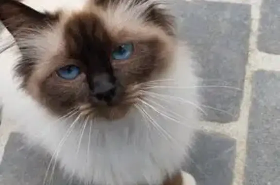Chat trouvé Rue Danton, Rennes - photo