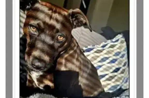 Help Stella: Lost Black Lab Pit Mix