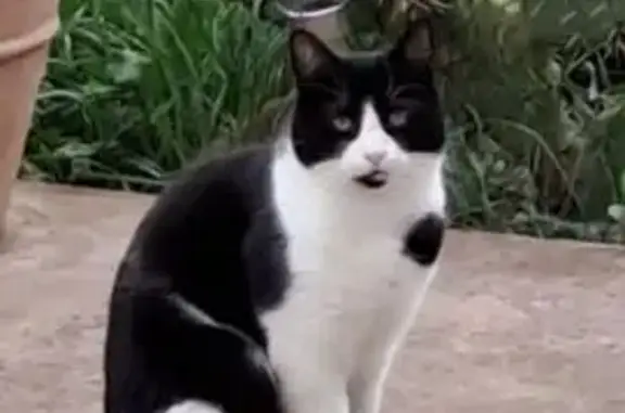 Animaux perdus Saint-Julien, photo: Chat perdu noir et blanc à Saint-Julien