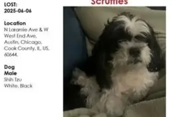 Lost: Elderly Shih Tzu on Laramie Ave