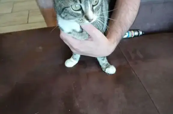 Chatte tigrée trouvée à Toulon - photo