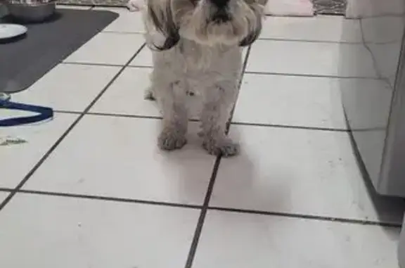 Found dog, Mesa
