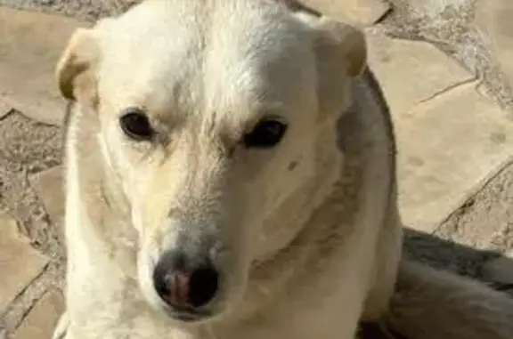 perro perdida, Benicarlo