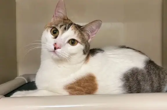 Lost cat, Colorado Springs