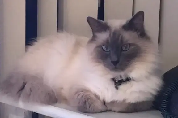 Lost cat