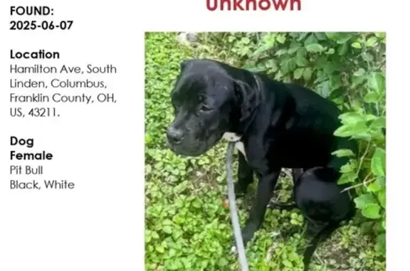 Found dog, Columbus