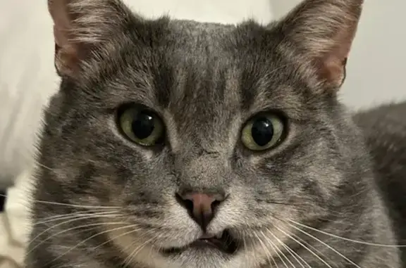 Lost cat