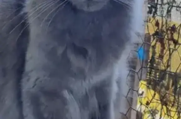 Chat disparu Fille, Saint-Gaudens (fl553939) - photo