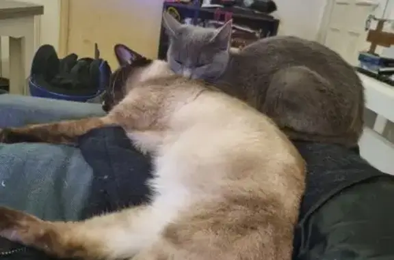 Chat disparu Garçon, Saint-Didier (fl553938) - photo