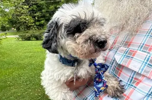 Found dog, Clarksville