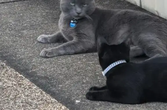 Lost cat, Penrith
