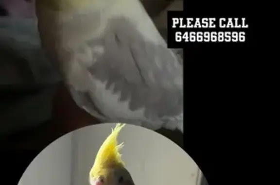 Lost bird