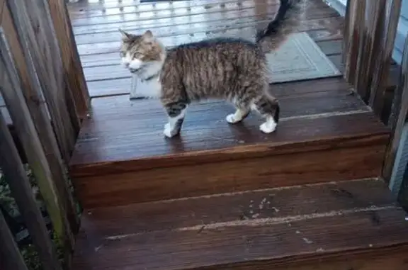 Found cat, Warner Robins
