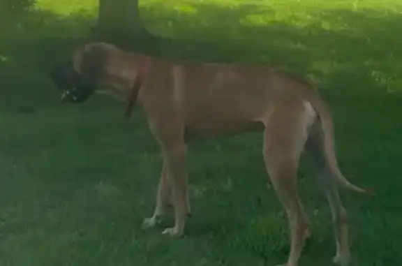 Found dog Owasso, photo: Found dog, Owasso