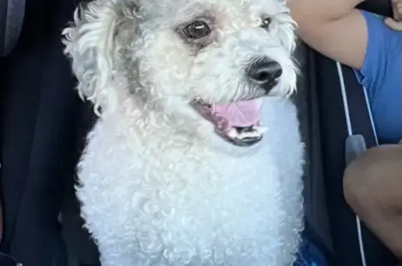 Lost dog, Phoenix
